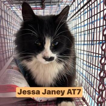 Domestic Short Hair Cats Available for Adoption in Philadelphia, Pennsylvania - Jessa Janey AT7 | PetCurious