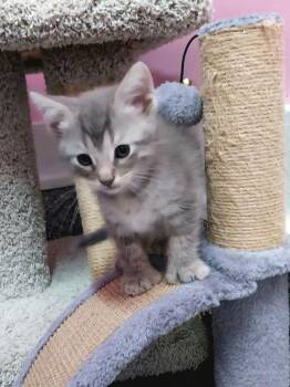 Domestic Short Hair Cats Available for Adoption in South Bend, Indiana - Ziggy * IN FOSTER * | PetCurious