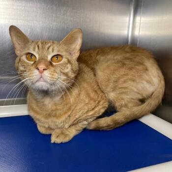 Domestic Short Hair Cats Available for Adoption - Lucky | PetCurious