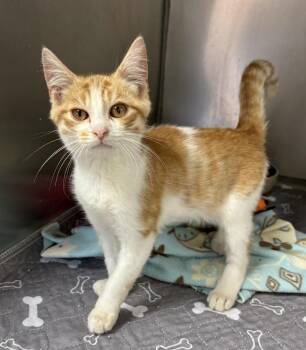 Frankie -  Domestic Short Hair Cat for Adoption in Rochester, Indiana - Frankie | PetCurious