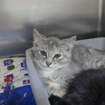 Pig pen 26-0500 -  Domestic Short Hair Cat for Adoption in Yanceyville, North Carolina - Pig Pen 26-0500 | PetCurious