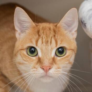Kiara -  Domestic Short Hair Cat for Adoption in Middletown, Rhode Island - Kiara | PetCurious