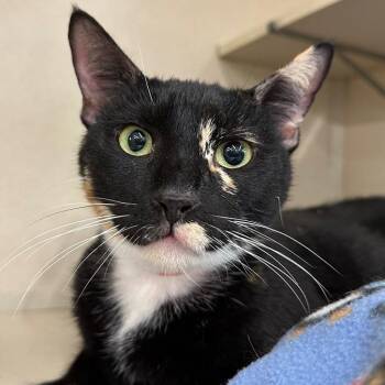 Domestic Short Hair Cats Available for Adoption - Valentine | PetCurious