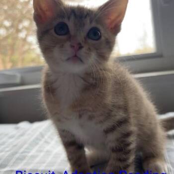 Biscuit -  Domestic Short Hair Cat for Adoption in Grand Rapids, Minnesota - Biscuit | PetCurious