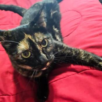 Pumpkin -  Domestic Short Hair Cat for Adoption in Rochester, Minnesota - Pumpkin | PetCurious