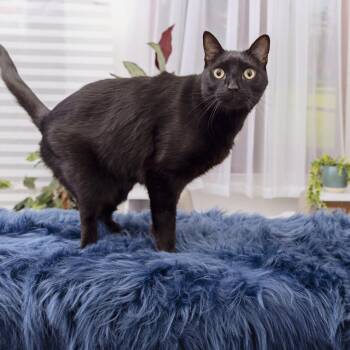 Draco -  Domestic Short Hair Cat for Adoption in Murray, Utah - Draco | PetCurious