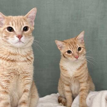 Orion -  Domestic Short Hair Cat for Adoption in Las Vegas, Nevada - Orion | PetCurious