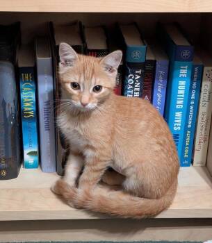 Harley 3 -  Domestic Medium Hair Cat for Adoption in Tucson, Arizona - Harley 3 | PetCurious