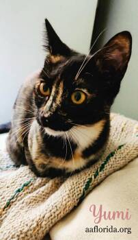Yumi -  Tortoiseshell and Domestic Short Hair Cat for Adoption in Pensacola, Florida - Yumi | PetCurious