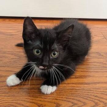 Domestic Short Hair Cats Available for Adoption in South Elgin, Illinois - Delphine | PetCurious