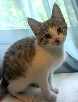 Rescue Domestic Short Hair Cats for Adoption in Boiling Springs, Pennsylvania - Hawk | PetCurious