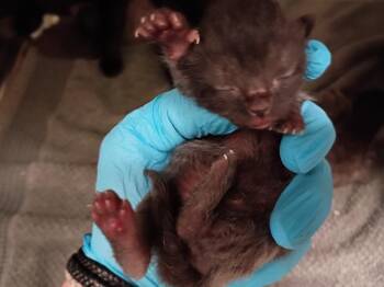 Hershey -  Domestic Short Hair Cat for Adoption in La Porte, Indiana - Hershey | PetCurious