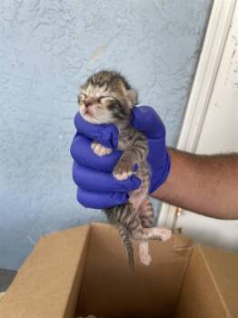 MIMI -  Domestic Short Hair Cat for Adoption in Palmetto, Florida - MIMI | PetCurious