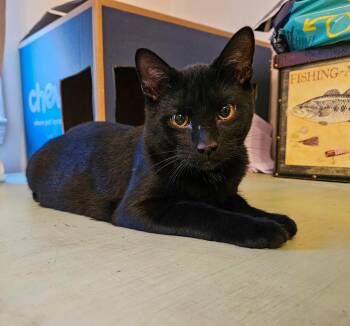 Sweet Basil -  Domestic Short Hair Cat for Adoption in Columbia, South Carolina - Sweet Basil | PetCurious