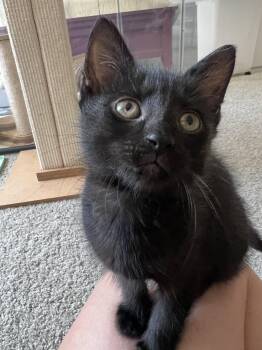 Raven -  Domestic Short Hair Cat for Adoption in Pittsboro, North Carolina - Raven | PetCurious