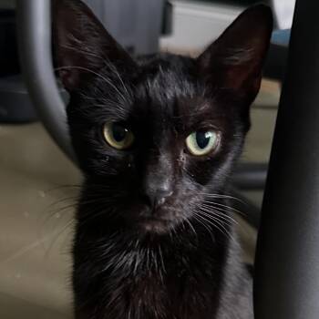 Whisky -  Domestic Short Hair Cat Available for Adoption in Sunrise, Florida - Whisky | PetCurious
