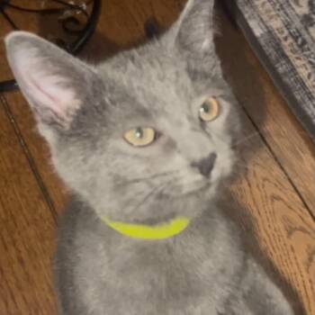 Inigo -  Domestic Medium Hair Cat for Adoption - Inigo | PetCurious