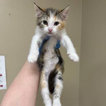 Lisette -  Domestic Short Hair Cat for Adoption in Birmingham, Alabama - Lisette | PetCurious
