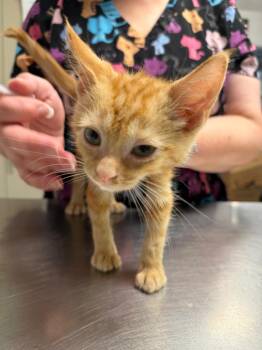 Rook -  Domestic Short Hair Cat for Adoption in Trenton, New Jersey - Rook | PetCurious