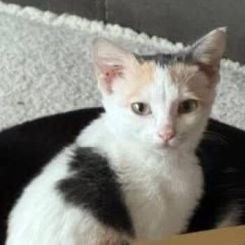 Rescue Domestic Short Hair Cats for Adoption in Sunnyvale, California - Mia | PetCurious