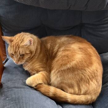 Hobbit -  Domestic Short Hair Cat for Adoption in Pendleton, Oregon - Hobbit | PetCurious