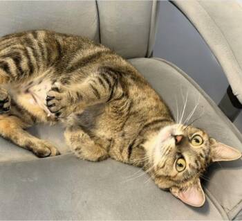 Domestic Short Hair Cats Available for Adoption in Maineville, Ohio - Jean | PetCurious