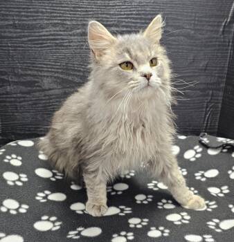 Domestic Long Hair Cats Available for Adoption - Wilbur | PetCurious