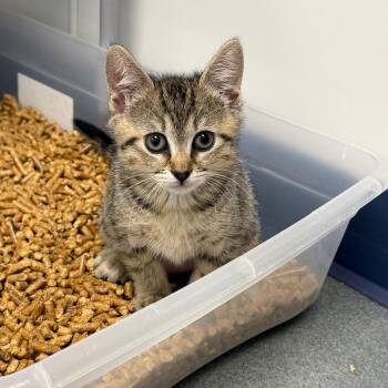 Watermelon -  Domestic Short Hair Cat for Adoption in West Palm Beach, Florida - Watermelon | PetCurious