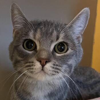 Domestic Short Hair Cats Available for Adoption - Gustine | PetCurious