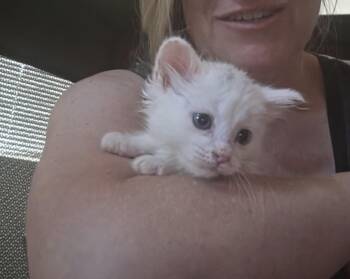 Nimbus -  Domestic Medium Hair Cat for Adoption in Lancaster, California - Nimbus | PetCurious