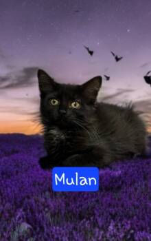 Rescue Domestic Long Hair Cats for Adoption in Jim Thorpe, Pennsylvania - Mulan | PetCurious