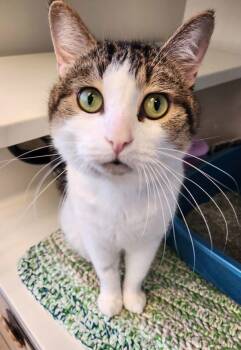 Rescue Domestic Short Hair Cats for Adoption in Duluth, Minnesota - Crouton | PetCurious