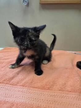 Sailor -  Domestic Short Hair Cat for Adoption in Fishers, Indiana - Sailor | PetCurious