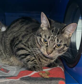 Domestic Short Hair Cats Available for Adoption - Big Brian | PetCurious