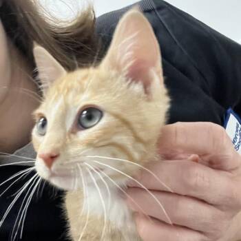 Citrus -  Domestic Short Hair Cat for Adoption in Oneonta, New York - Citrus | PetCurious