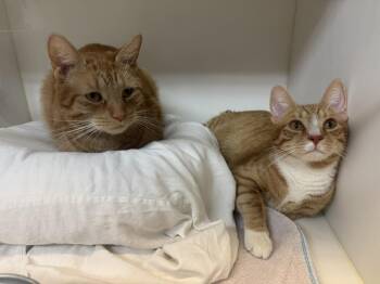 Rescue Domestic Short Hair Cats for Adoption in Bloomfield, New Jersey - Chester & Cheeto | PetCurious