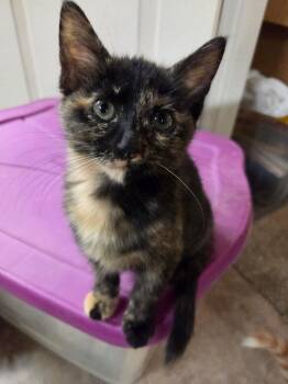 Apple -  Domestic Short Hair Cat for Adoption in Ferndale, Michigan - Apple | PetCurious