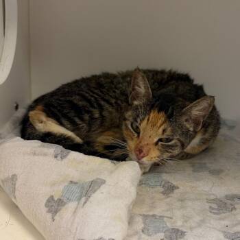 Ingrid -  Domestic Short Hair Cat for Adoption in Philadelphia, Pennsylvania - Ingrid | PetCurious