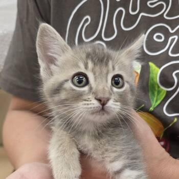 Draco Malfoy  -  Domestic Short Hair Cat Available for Adoption in Woodland, California - Draco Malfoy  | PetCurious