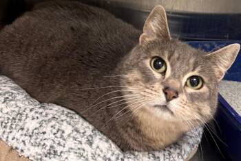 Ruthie -  Domestic Short Hair Cat for Adoption in Kenai, Alaska - Ruthie | PetCurious