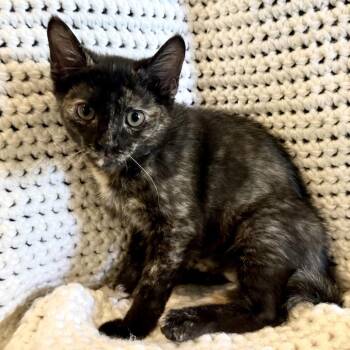 Zoey -  Domestic Short Hair Cat for Adoption in La Grange, Kentucky - Zoey | PetCurious