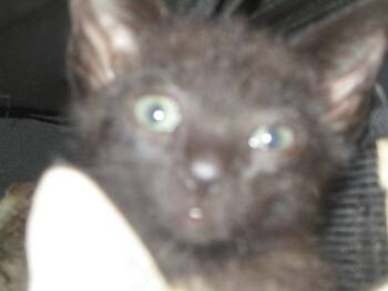 A384724 -  Domestic Short Hair Cat for Adoption in Ocala, Florida - A384724 | PetCurious