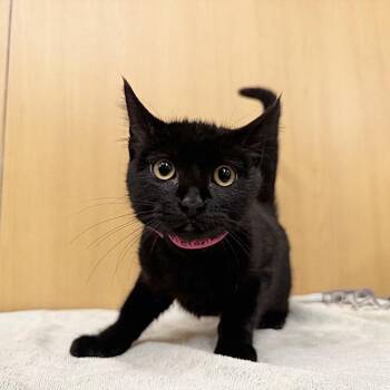 Melanie -  Domestic Short Hair Cat for Adoption in Brentwood, Missouri - Melanie | PetCurious