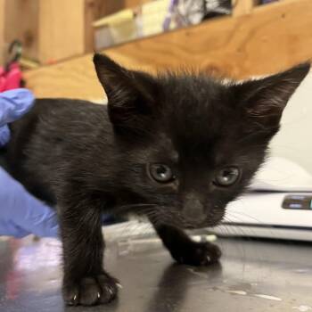 Rescue Domestic Short Hair Cats for Adoption in Richmond, California - CLAUD | PetCurious