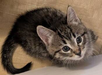 Tabby and Domestic Medium Hair Cats Available for Adoption in Red Bluff, California - *Emerald | PetCurious