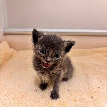 Lisa Frank -  Domestic Short Hair Cat for Adoption in Lynchburg, Virginia - Lisa Frank | PetCurious