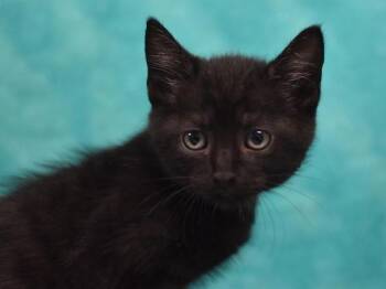 Cindy -  Domestic Short Hair Cat for Adoption in Portland, Oregon - Cindy | PetCurious