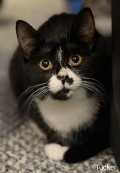 Tucker -  Tuxedo and American Shorthair Cat for Adoption in Billerica, Massachusetts - Tucker | PetCurious