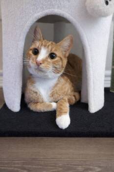 Domestic Short Hair Cats Available for Adoption in Gun Barrel City, Texas - Frigg | PetCurious