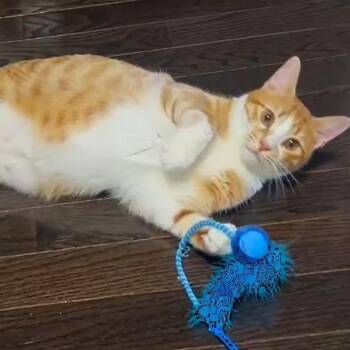 Rescue Egyptian Mau and Turkish Van Cats for Adoption in Mississauga, Ontario - Magi-Cali Yours - Foster Needed | PetCurious